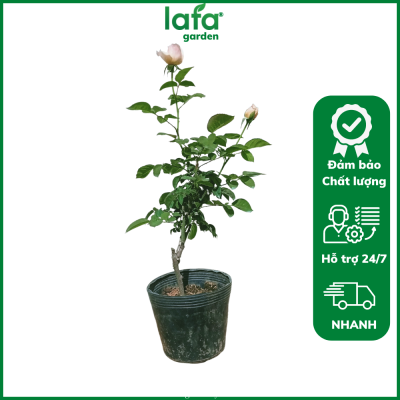 Cây hoa hồng juliet màu cam cá hồi được mệnh danh là đóa hồng triệu đô, hoa hồng juliet có màu sắc quyến rũ