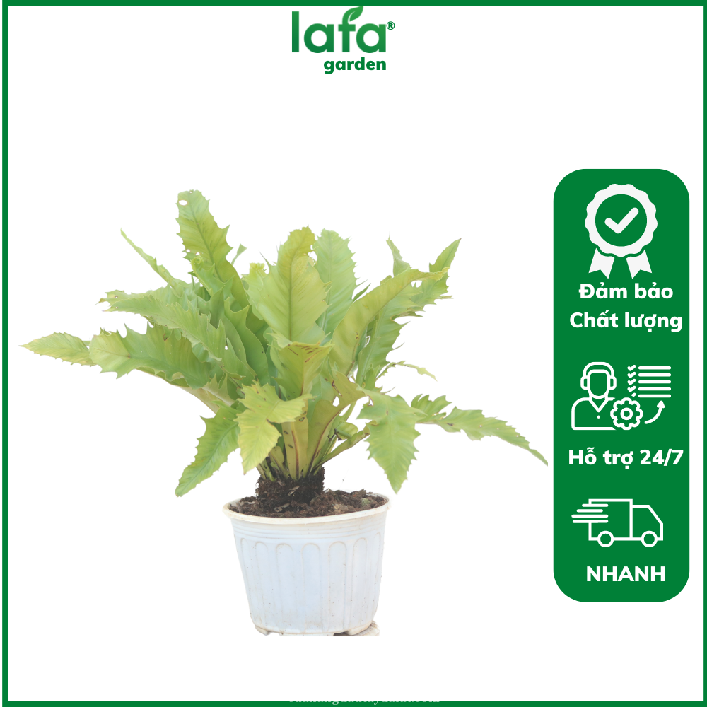 C&acirc;y ổ phụng l&aacute; xanh b&oacute;ng, m&eacute;p lượn nhẹ, trồng chậu trắng trang tr&iacute; nội thất