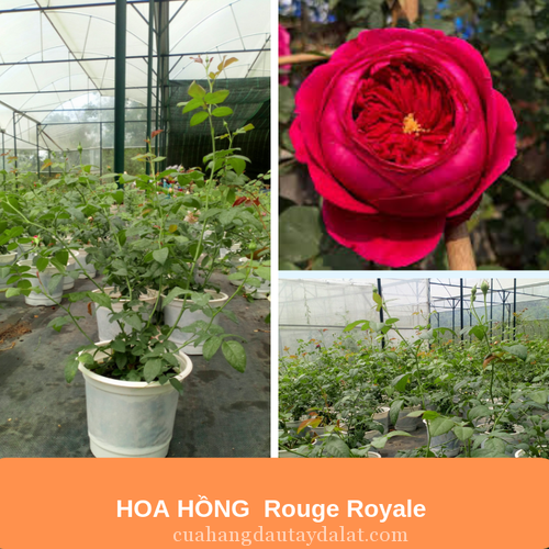 Hoa hồng Rouge Royale
