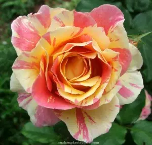 Hoa hồng bụi Claude Monet