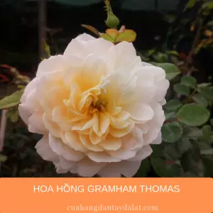 Hoa hồng Thomas