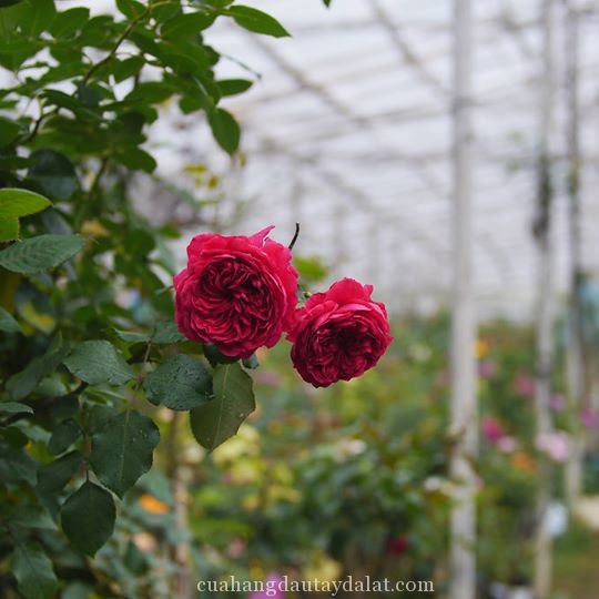 Hoa hồng Red Eden