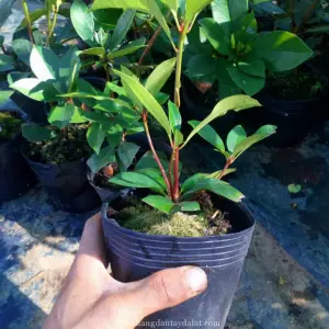 Hoa đỗ quyên úc
