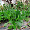 hoa-cam-tu-cau-ha-lan - ảnh nhỏ 2