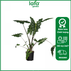 Cây kiểng lá Alocasia Sarian