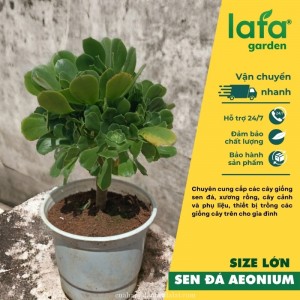 Sen đá Aeonium Arboreum lớn