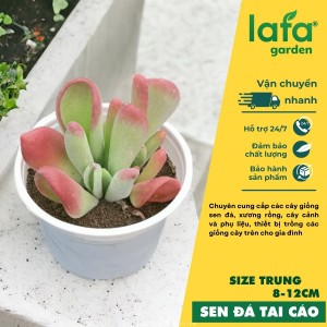 Sen đá Tai cáo, size 8-12cm