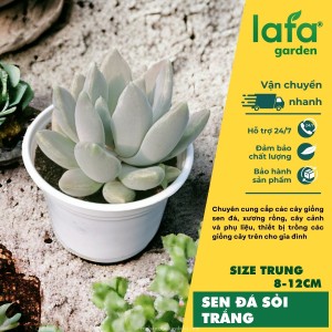 Sen đá sỏi trắng Đà Lạt, size 8-12 cm