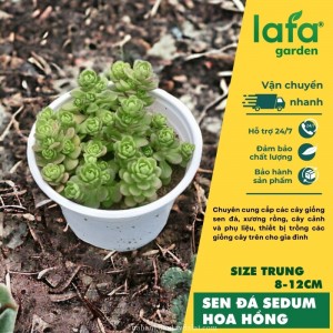 Sen đá sedum hoa hồng Đà Lạt, size 8-12cm