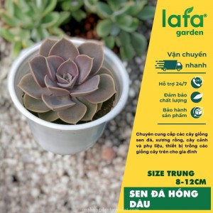 Cây sen đá hồng dâu, size trung 8-12 cm