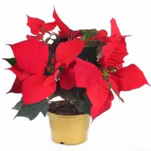 Chậu cây hoa trạng nguyên