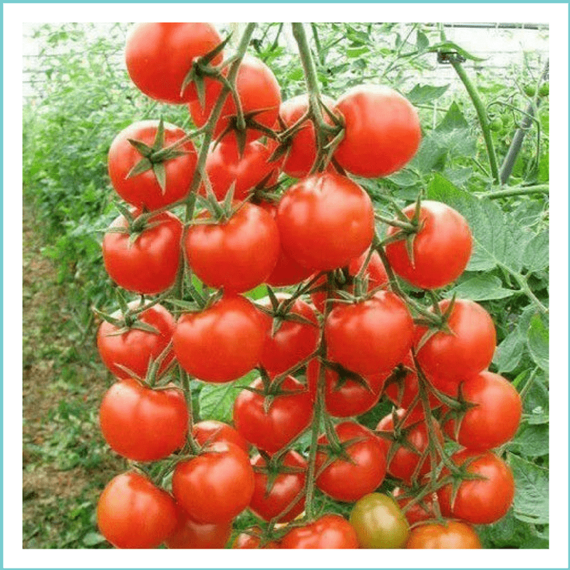 Hạt giống cà chua Cherry(đỏ)