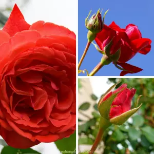 Gốc hoa hồng Đà Lạt