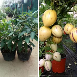 Cây dưa pepino