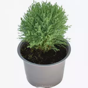 Cây tùng bồng lai