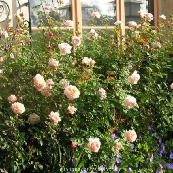 Hoa hồng bụi ambridge