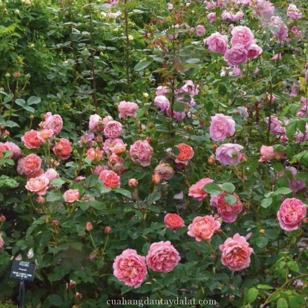 Hoa hồng bụi Boscobel
