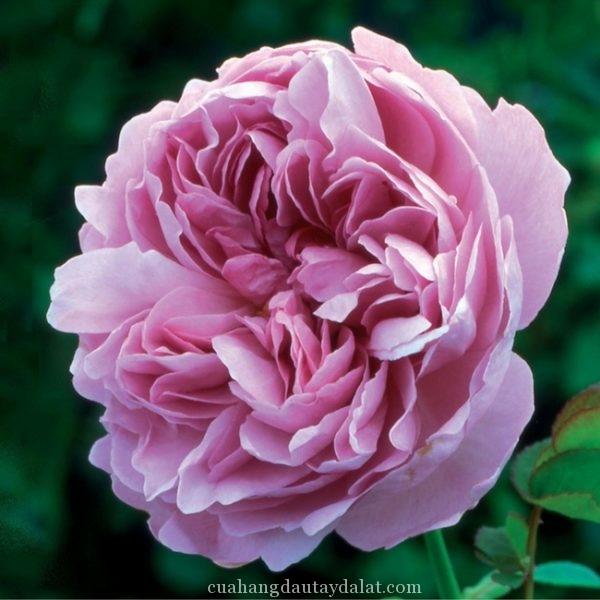 Hoa hồng Mackintosh