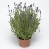 cay-hoa-lavender - ảnh nhỏ  1