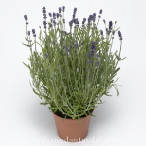 Cây hoa Lavender