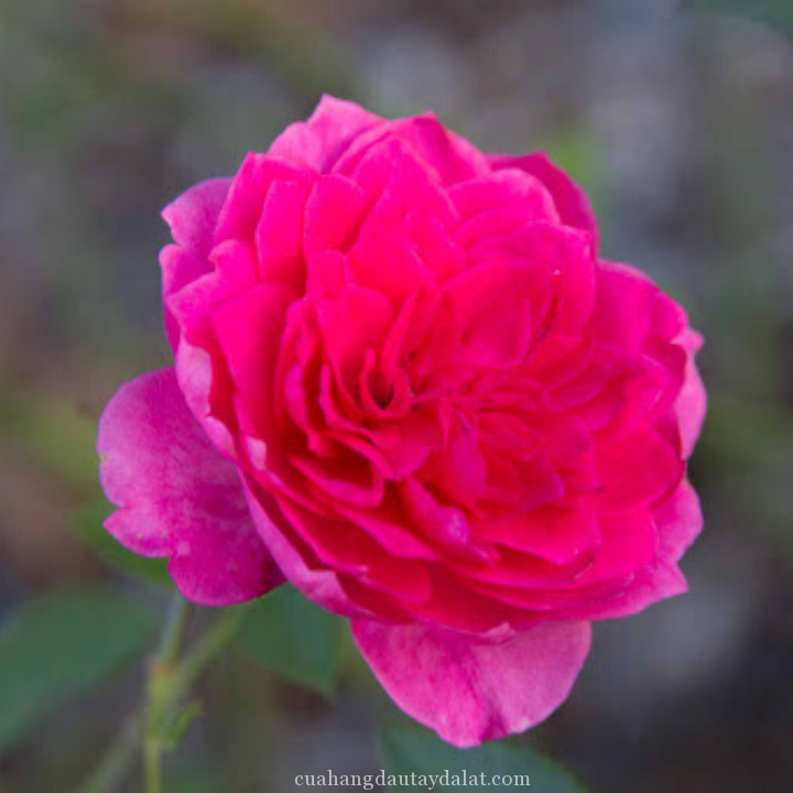 Hoa hồng Ivor\'s