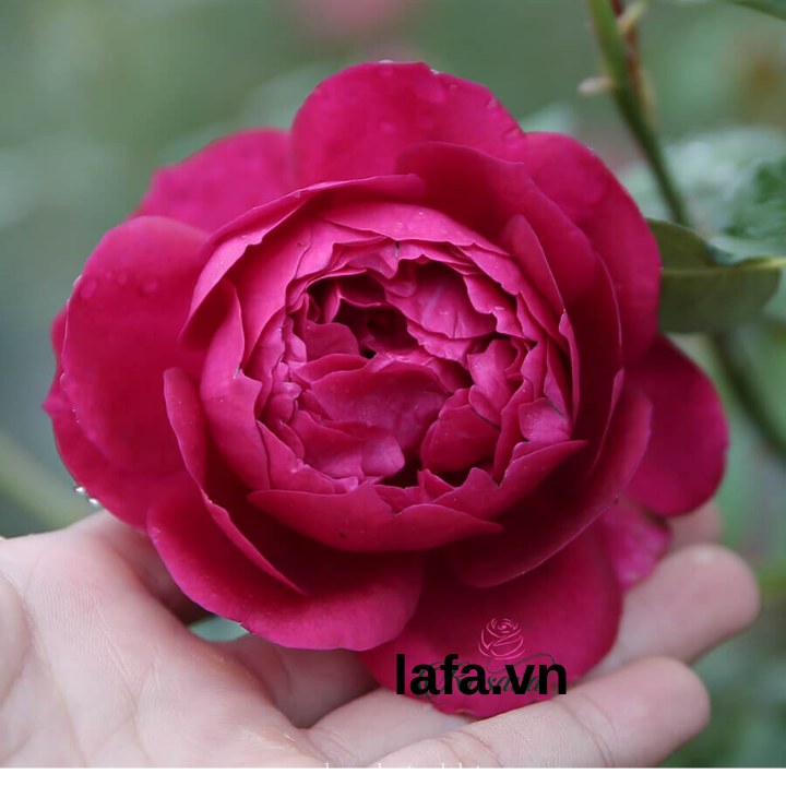 Hoa hồng Autumn Rouge