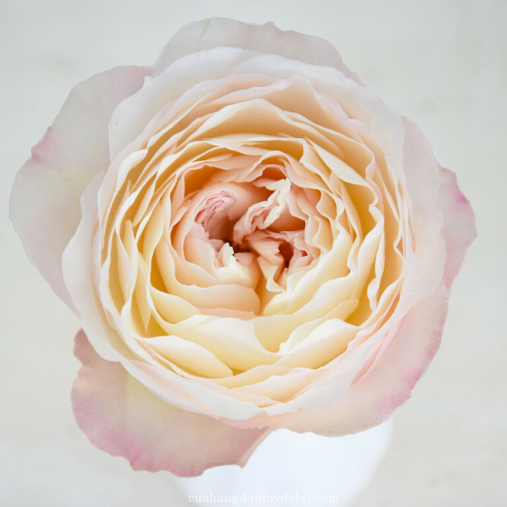 Hoa hồng Keria