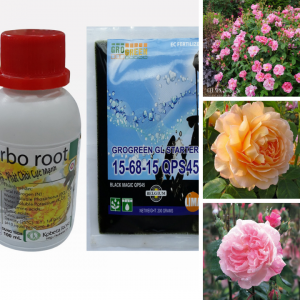 Cách sử dụng  phân bón cho hoa hồng