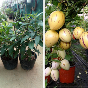 Cách chăm sóc dưa pepino ( dưa hấu Nam MĨ)
