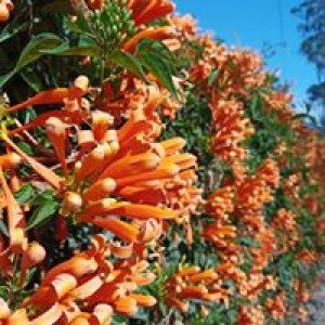 Kỹ thuật trồng cây chùm ớt