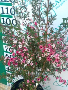 Kỹ thuật chăm sóc cây nhất chi mai