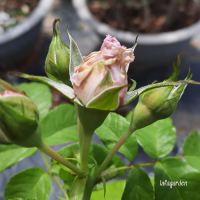 Bọ trĩ ở hoa hồng dấu hiệu nhận biết cây hoa hồng bị bọ trĩ