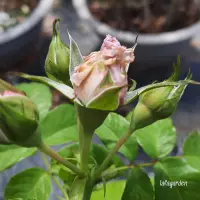 Bọ trĩ ở hoa hồng dấu hiệu nhận biết cây hoa hồng bị bọ trĩ