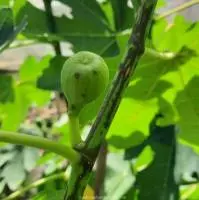 Quan sát cây sung mỹ Black Genoa sinh trưởng trong vườn nhà