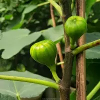 Đôi nét về cây sung mỹ Panache Tiger có trái màu sọc xanh vàng