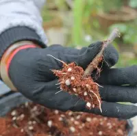 Nhân giống cây sung mỹ đơn giản bằng phương pháp dâm hom