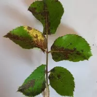 Nấm Diplocarpon là tác nhân gây bệnh vàng lá đốm đen hoa hồng