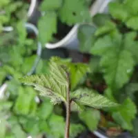 Biểu hiện cây phúc bồn tử bị nhện đỏ tấn công