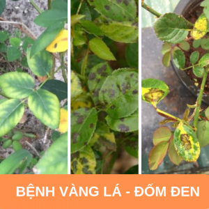 Khắc phục tình trạng cây hoa hồng bị đen thân