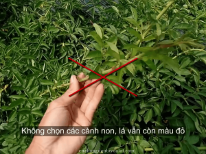 Kỹ thuật chiết cành hoa hồng đúng cách