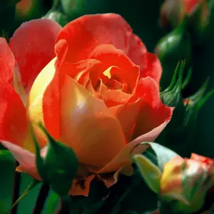 Hoa hồng Đà Lạt(Cam)