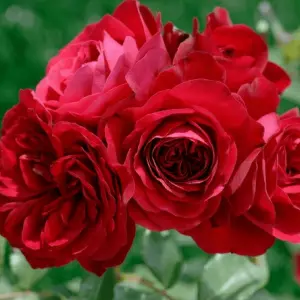 Hoa hồng Đà Lạt (Đỏ)