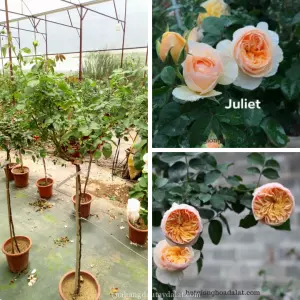 Hoa hồng thân gỗ Juliet